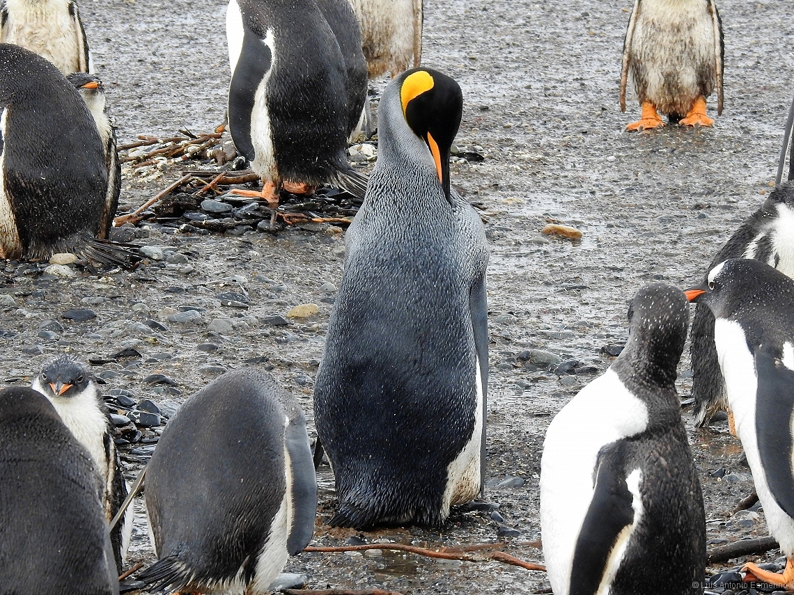 Aptenodytes patagonicus