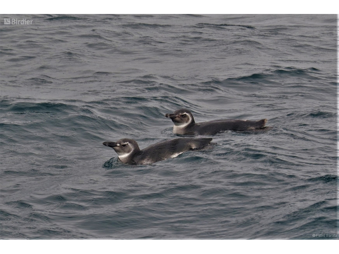 Spheniscus magellanicus