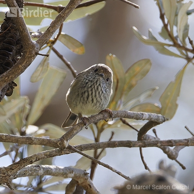 Aves da Austrália