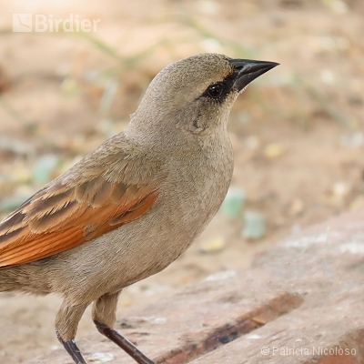 Agelaioides badius