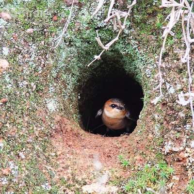 cerrado