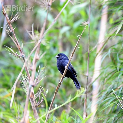 Aves de União da Vitória PR e Porto União SC e Paula Freitas PR