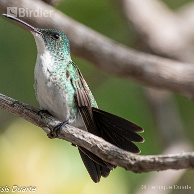 Meus beija-flores