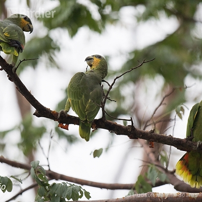 Aves de Barra do Bugres MT