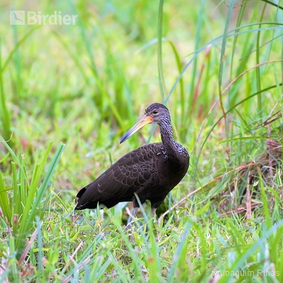 Aves de Antonina,Morretes e Guaraqueçaba PR