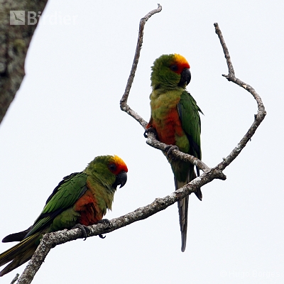 Birds of Canastra