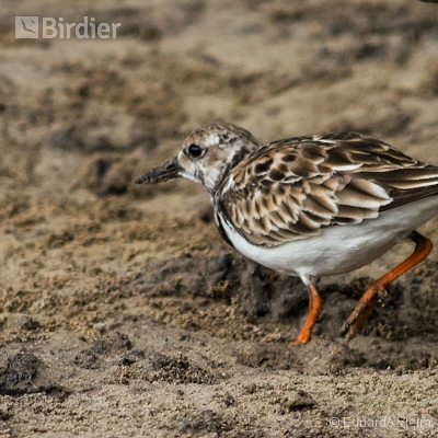 Aves de Maceió