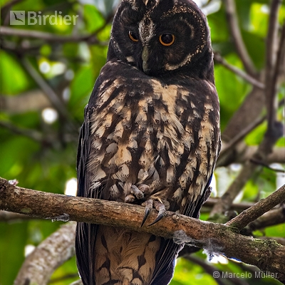 Owl
