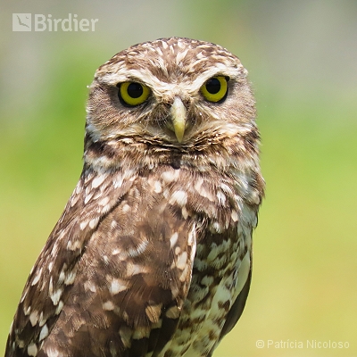 Athene cunicularia
