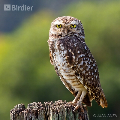 Aves do Rio Grande do Sul