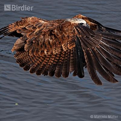 Birds of Prey