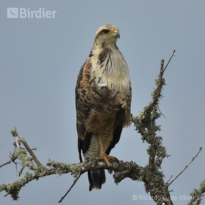 Accipitridae - Falconidae