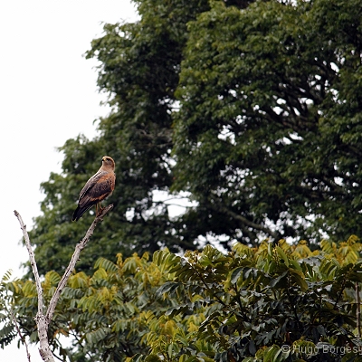 Birds of Canastra