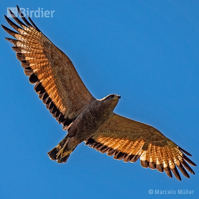 Flying birds