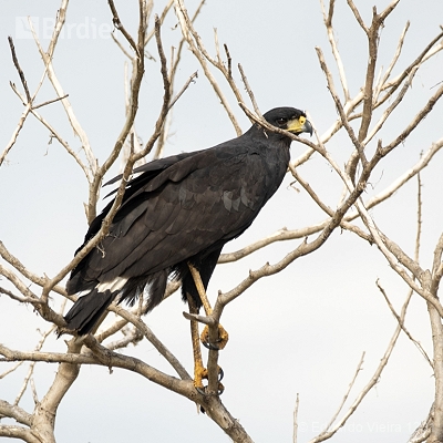 Aves Paulistas