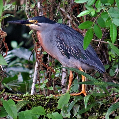 Birding Peruíbe.