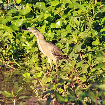 Aves de Angra dos Reis-RJ