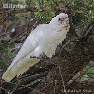 Aves da Austrália