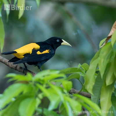 Aves de Manaus Am