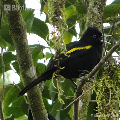 APA RIO VERMELHO HUMBOLDT SÃO BENTO DO SUL - SC