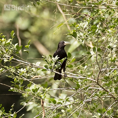 Aves Argentinas