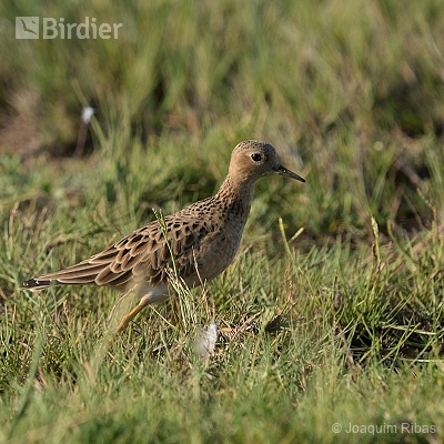 aves do pampa