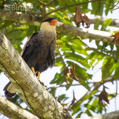Aves do Amazonas