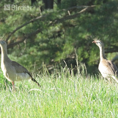 Aves da Fazenda Coqueiros