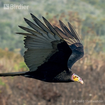 Aves da Costa do Sol