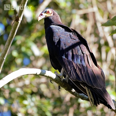 Aves do Mato Grosso do Sul