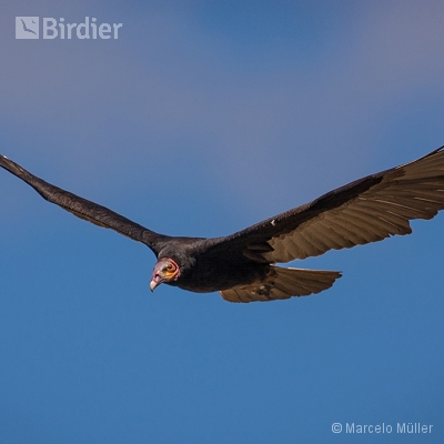 Vultures