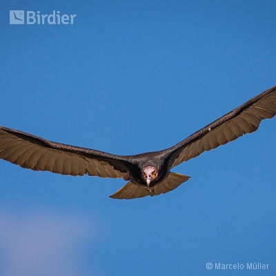 Flying birds