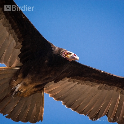 Vultures
