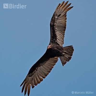 Vultures