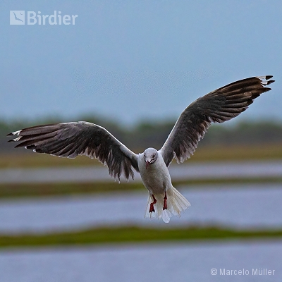 Flying birds