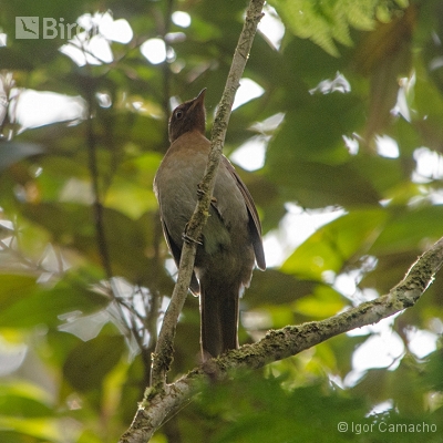 Birding Tour Cabrucas