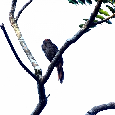 Amazonia