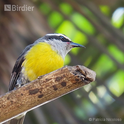 Coereba flaveola