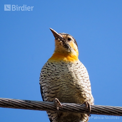 Colaptes campestris