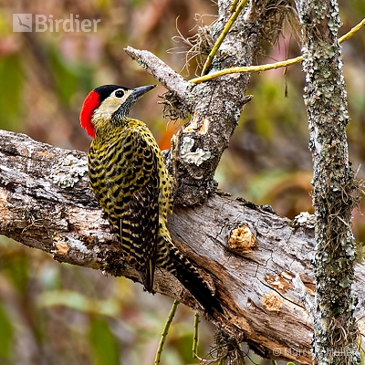 Woodpeckers