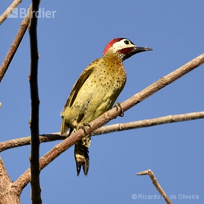 Picidae