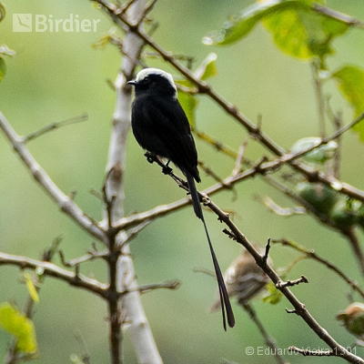 Aves capixabas