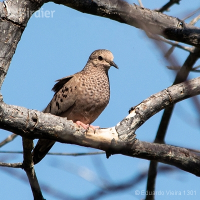 Aves de Maceió