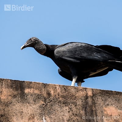 Aves alagoanas