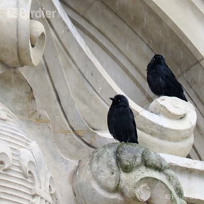 Lifers França = 17