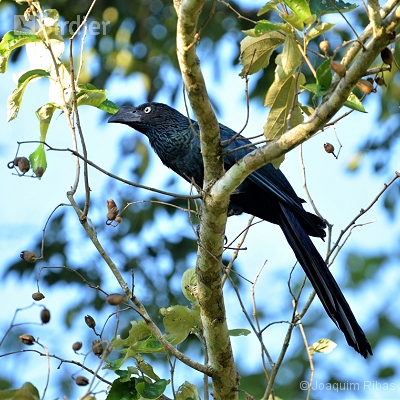 Aves de Missiones Argentina