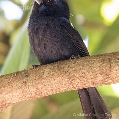 Minhas aves de mata