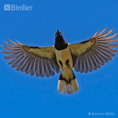 Flying birds