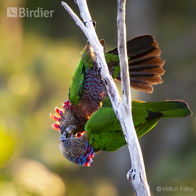 Aves do Amazonas