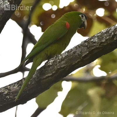 Psittacidae